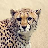 Cheetah Sounds