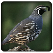 Quail Bird Sounds icon