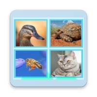 Guess the Animal Quiz