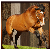 Horse Racing 3D 2016 icon