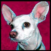 Chi Hua Hua Puppie Wallpaper on 9Apps