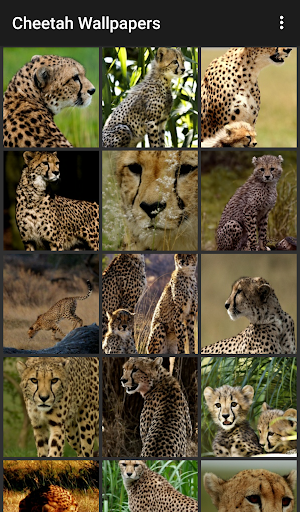 Cheetah Wallpapers screenshot 1