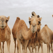 Camels Jigsaw Puzzles icon