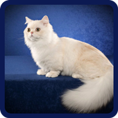 Guess the cat breed 1.0 icon