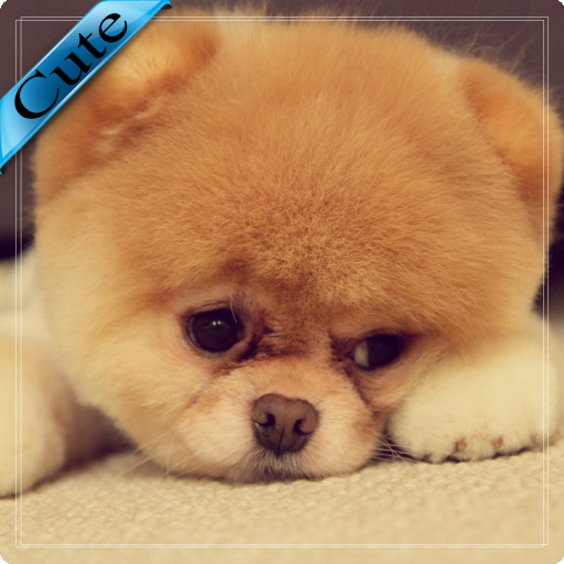 Cute HD  Wallpaper icon