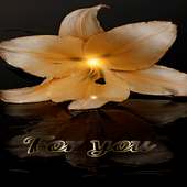 Lilly For You LWP on 9Apps