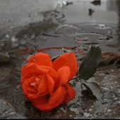 Rose In The Street Live Wallpa icon