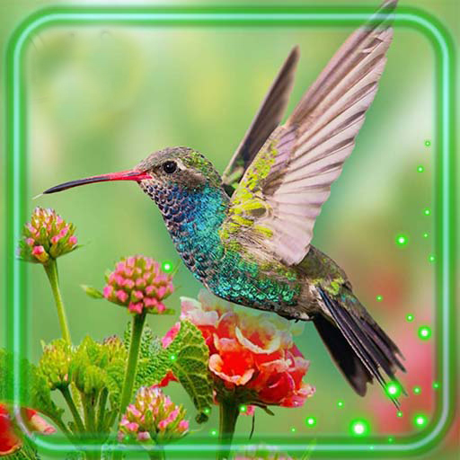 Hummingbird Cute icon