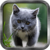 Cat Live Wallpaper icon