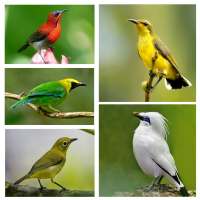 1000 Kicau Burung Lengkap on 9Apps