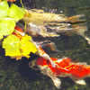 fish pond wallpaper icon