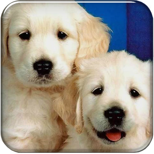 Puppy Go launcher theme icon