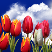 Flowers HD Free Live Wallpaper icon