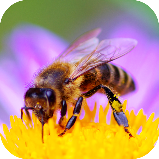 Bee Sounds icon
