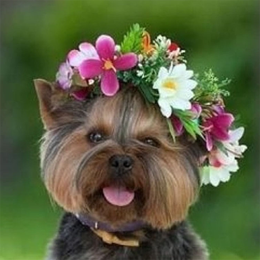 Dogs &amp; puppies Wallpapers HD  icon