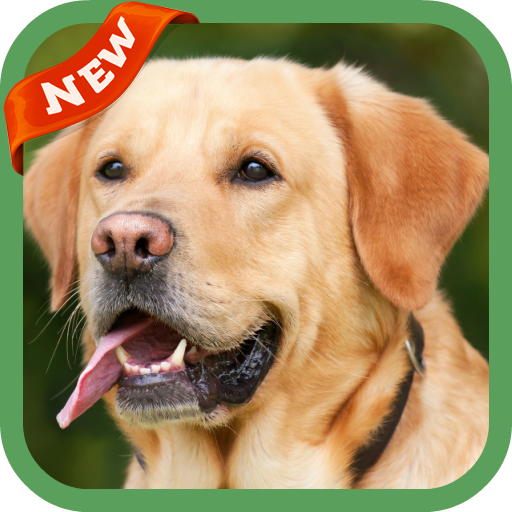 Labrador Wallpaper icon