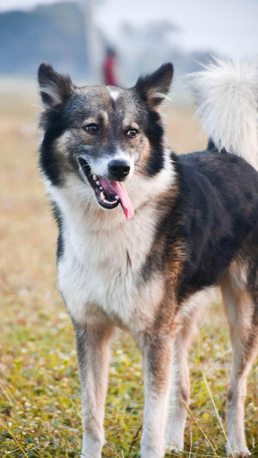 Border Collies Wallpaper: Dog Wallpapers screenshot 13