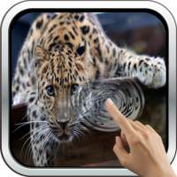 Magic Touch: Leopard Live Wallpaper on 9Apps