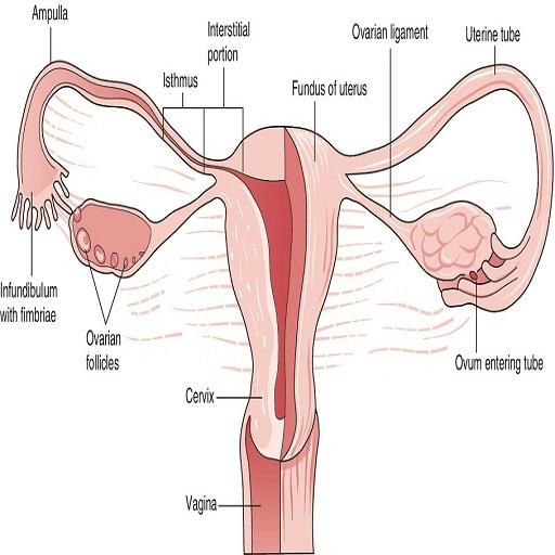 A-Z Gynecology Ultrasound Guide आइकन