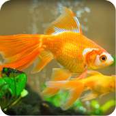 Fish Wallpaper on 9Apps