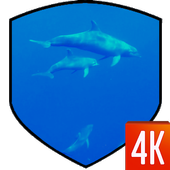 Dolphins Live Wallpaper icon