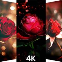 🌹 Rose Wallpaper 2021 4K HD - Rose Backgrounds 🌹