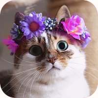 Cute Cats Puzzle🐱🐈