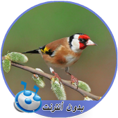 اصوات طائر الحسون بدون نت MP3 أيقونة