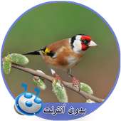 اصوات طائر الحسون بدون نت MP3 on 9Apps