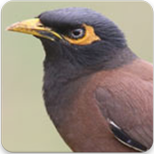 Indian Myna Sound : Indian Myna Bird Song icon