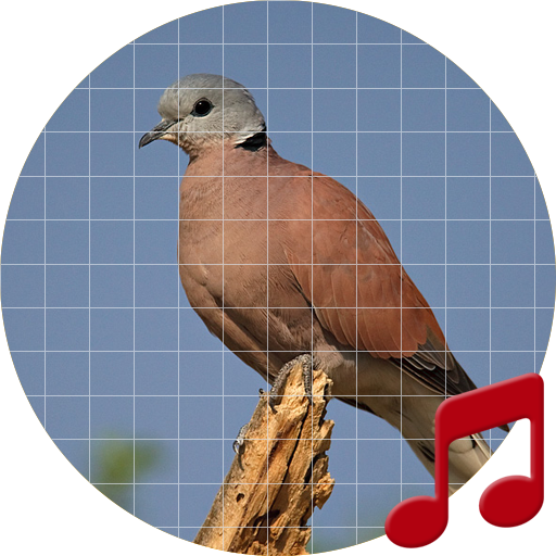 Red Turtle Dove Sounds ~ Sboard.pro icon