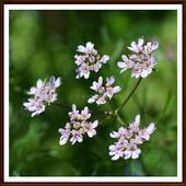 HD Photography India icon