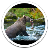 Animal Fishing Live Wallpaper icon