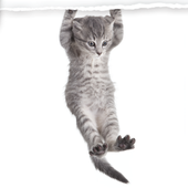 Cat Sounds Games icon