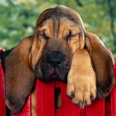 HD Dogs Jigsaw Puzzles icon