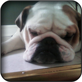 Bulldog Wallpapers icon