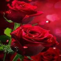 Red Hearts Roses LWP on 9Apps