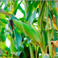 NARO Maize Production on 9Apps