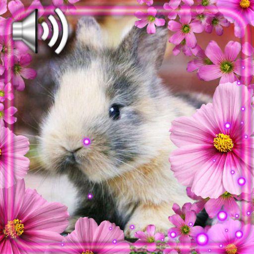 Bunny Funny HD Live Wallpaper icon