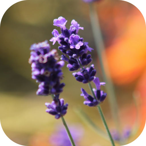 LavenderBG: Lavender Wallpaper icon