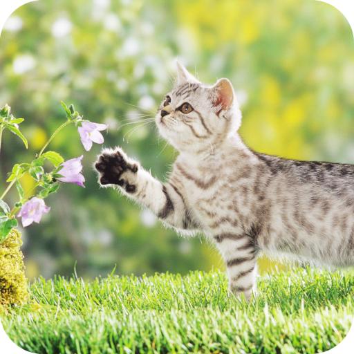 Cute Kitten  Wallpaper HD icon