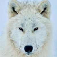 White Wolf Wallpapers