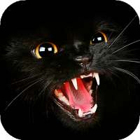 Black Cat Wallpaper Full HD (backgrounds & themes) on 9Apps