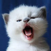 Sounds of animals icon