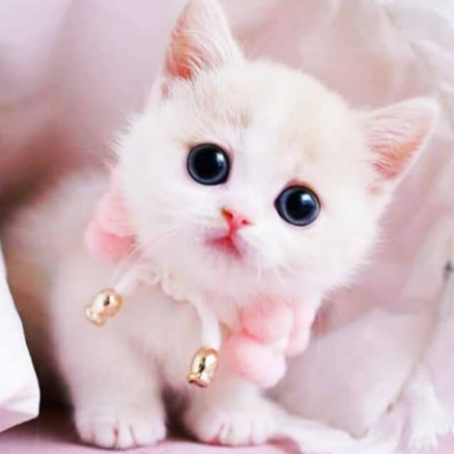 Cute Cat Wallpaper icon