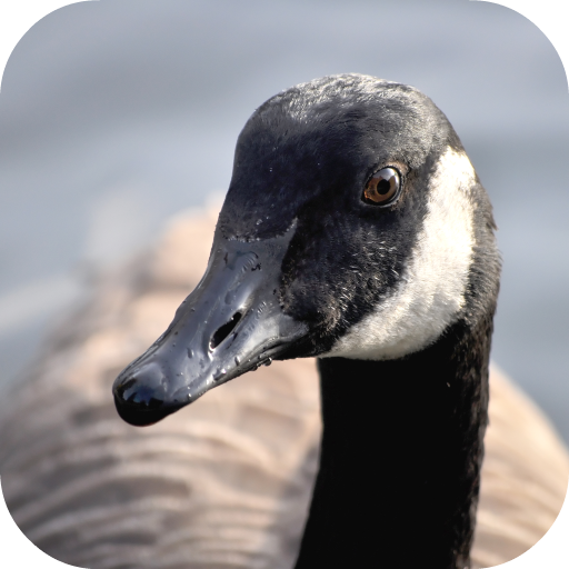 Goose Sounds icon