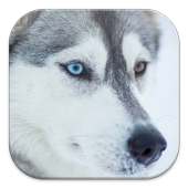 Husky Live Wallpapers