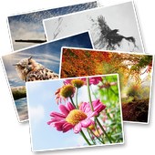 Wallpapers for whatsapp أيقونة