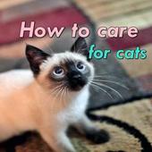 How to care for cats icon
