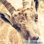 Funny goat live wallpaper icon